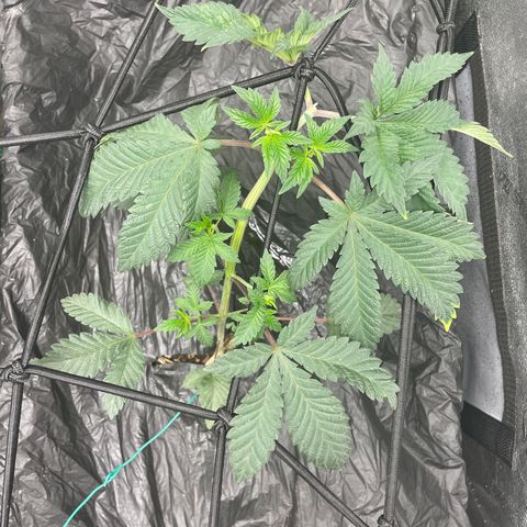 Bahama Mama #1 growlog timeline photo