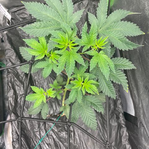Bahama Mama #1 growlog timeline photo