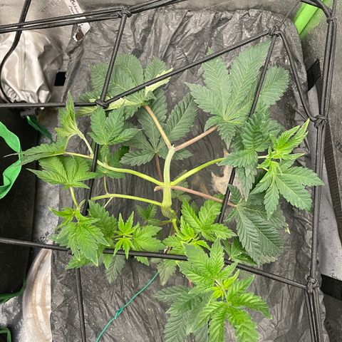 Bahama Mama #1 growlog timeline photo