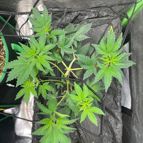 Bahama Mama #1 growlog timeline photo