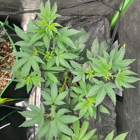 Bahama Mama #1 growlog timeline photo
