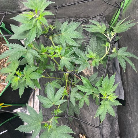 Bahama Mama #1 growlog photo: topped 3 nodes 