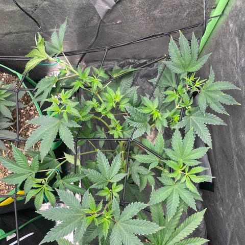 Bahama Mama #1 growlog timeline photo