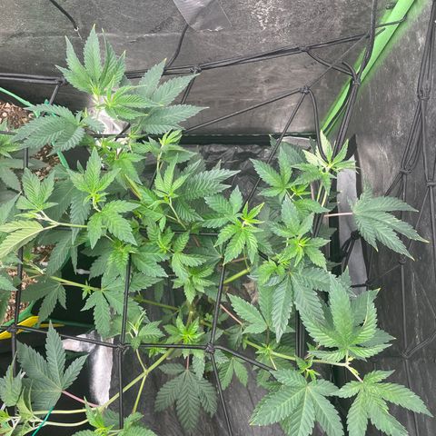 Bahama Mama #1 growlog timeline photo