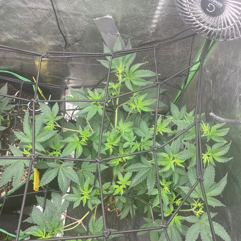 Bahama Mama #1 growlog timeline photo