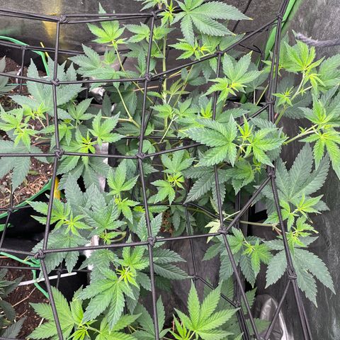 Bahama Mama #1 growlog timeline photo