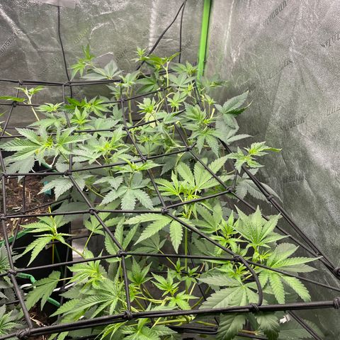 Bahama Mama #1 growlog timeline photo