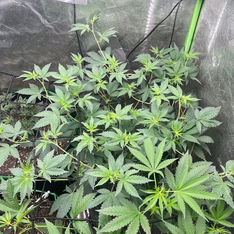 Bahama Mama #1 growlog timeline photo