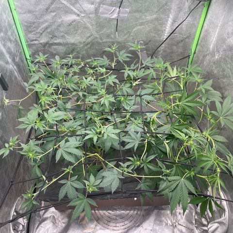 Bahama Mama #1 growlog timeline photo