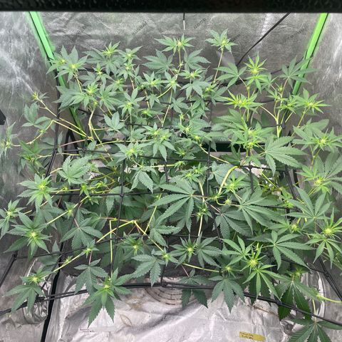 Bahama Mama #1 growlog timeline photo