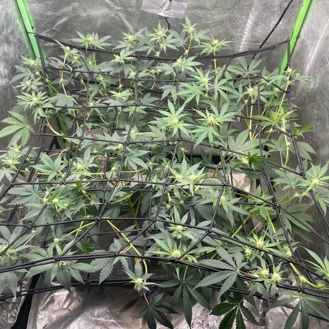 Bahama Mama #1 growlog photo: Purple calyxes on B.M. | Bogger buds + longer hairs on PCR