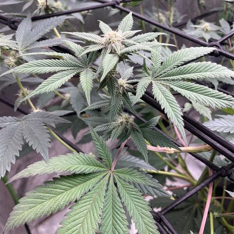 Bahama Mama #1 growlog timeline photo