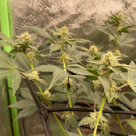 Bahama Mama #1 growlog timeline photo