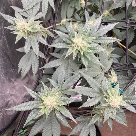 Bahama Mama #1 growlog timeline photo