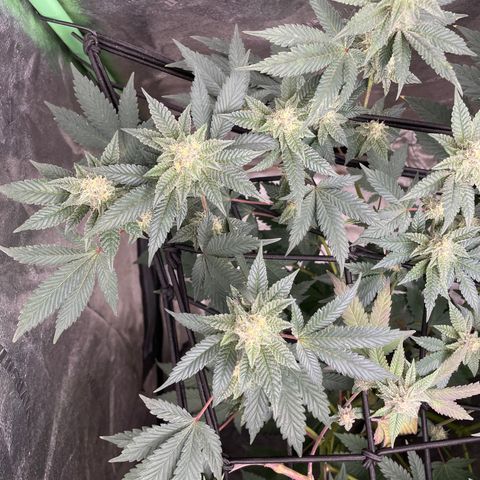 Bahama Mama #1 growlog timeline photo