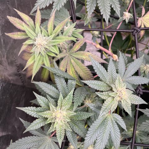 Bahama Mama #1 growlog timeline photo