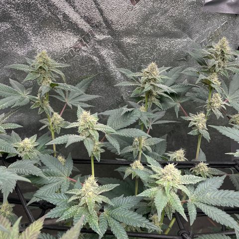 Bahama Mama #1 growlog timeline photo