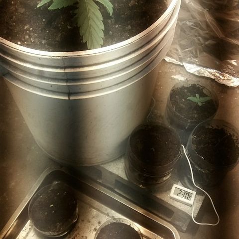Juanita growlog timeline photo