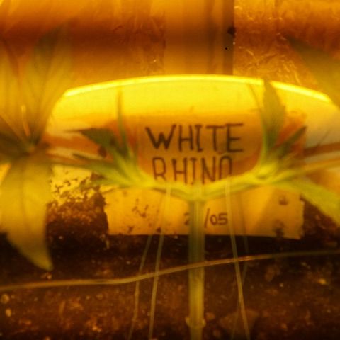 Juanita growlog photo: Main Lining semana 2