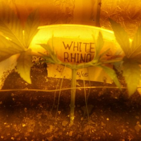 Juanita growlog photo: Main Lining semana 2