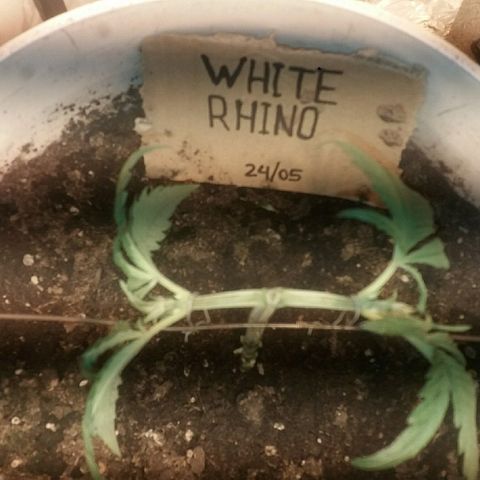 Juanita growlog photo: 2da semana Main Lining
