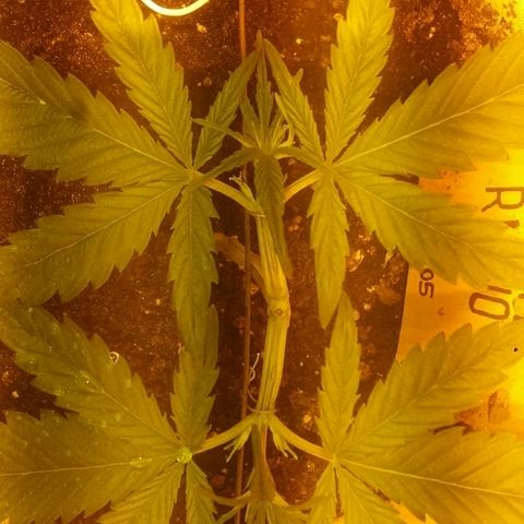 Juanita growlog photo: Seguimiento main lining