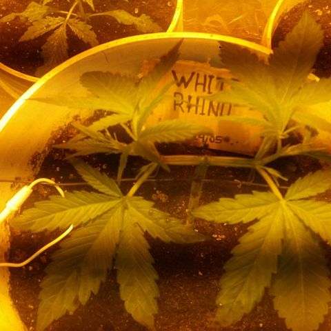 Juanita growlog photo: Seguimiento Main Lining semana 3