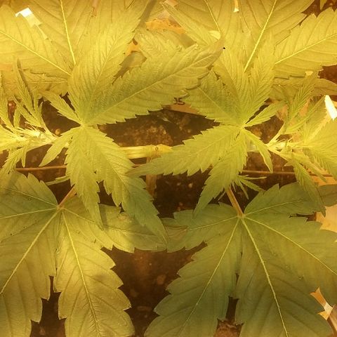 Juanita growlog timeline photo