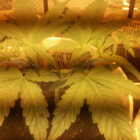 Juanita growlog timeline photo