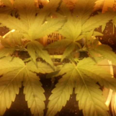 Juanita growlog timeline photo