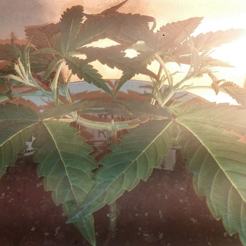 Juanita growlog timeline photo