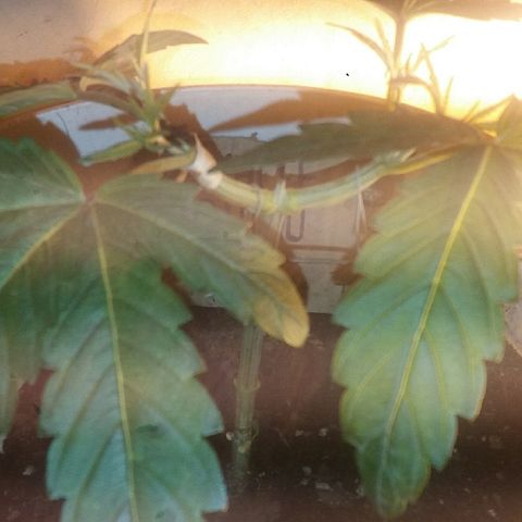 Juanita growlog photo: Ruptura de tallo 