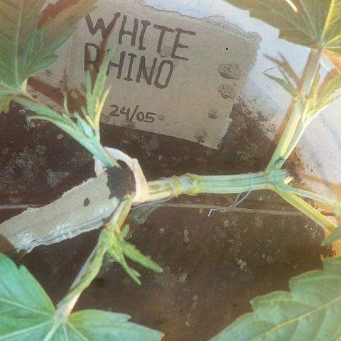 Juanita growlog photo: Ruptura de tallo 