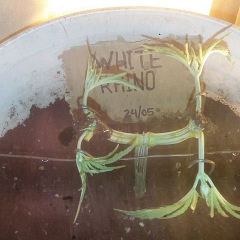 Juanita growlog photo: Seguimiento rama rota en poda main lining