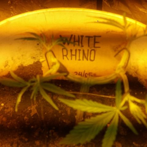 Juanita growlog photo: Seguimiento Main Lining comienzo semana 4.