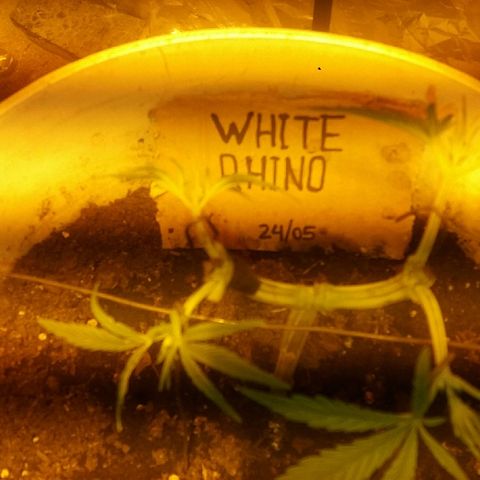 Juanita growlog photo: Seguimiento Main Lining comienzo semana 4.
