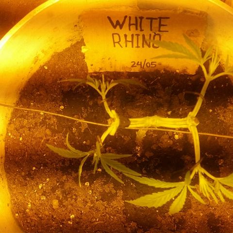 Juanita growlog photo: Seguimiento Main Lining comienzo semana 4.