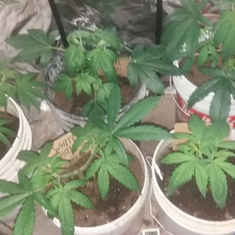 Juanita growlog timeline photo