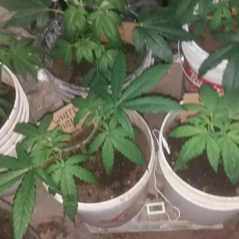 Juanita growlog timeline photo
