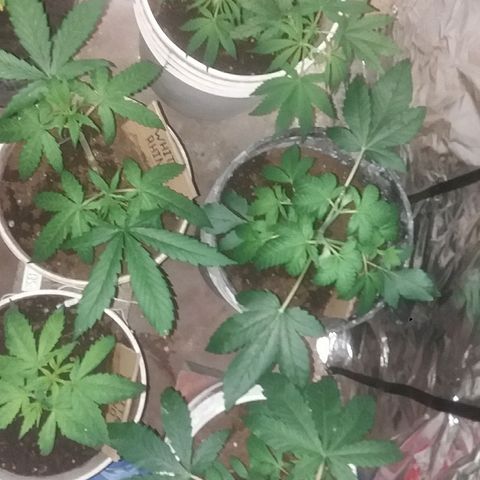 Juanita growlog timeline photo