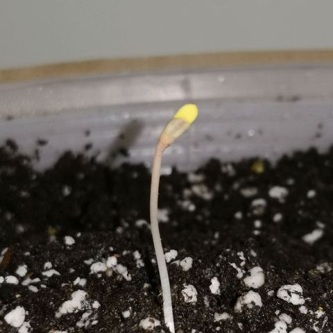 Bruce Banner growlog photo: 1 2/3 in seedling in day 3 from sprouting. 
