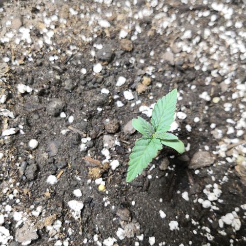 Bruce Banner growlog photo: A few days on 24h sun