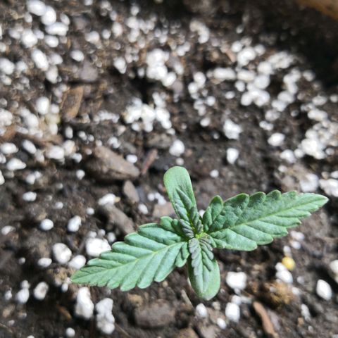 Bruce Banner growlog timeline photo