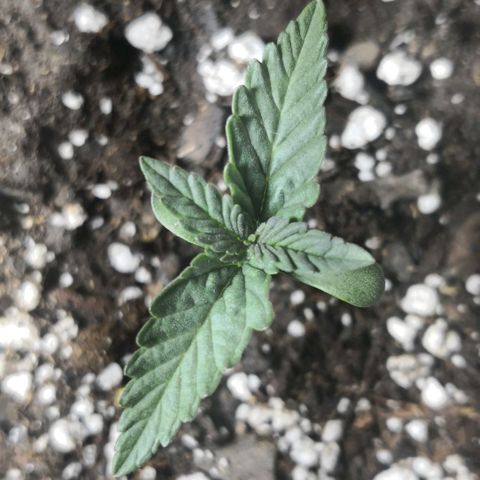 Bruce Banner growlog photo: First leaves showing some growth. 