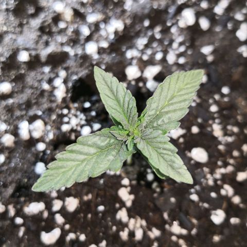 Bruce Banner growlog timeline photo