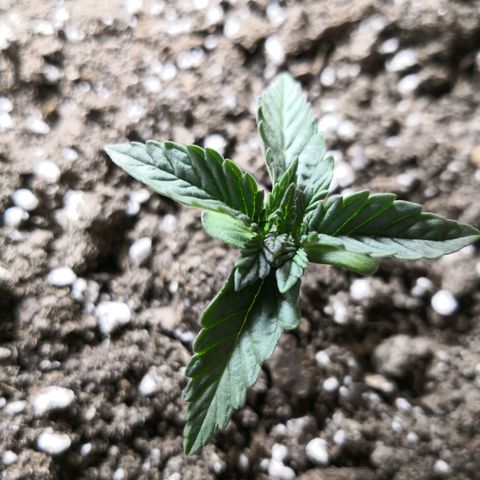 Bruce Banner growlog timeline photo