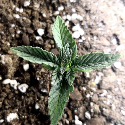 Bruce Banner growlog timeline photo