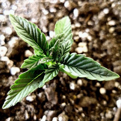Bruce Banner growlog timeline photo