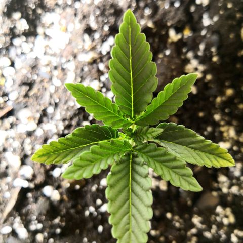 Bruce Banner growlog photo: Pic 1 at 7am
Pic 2 at 11:45pm