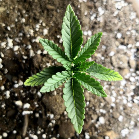 Bruce Banner growlog timeline photo